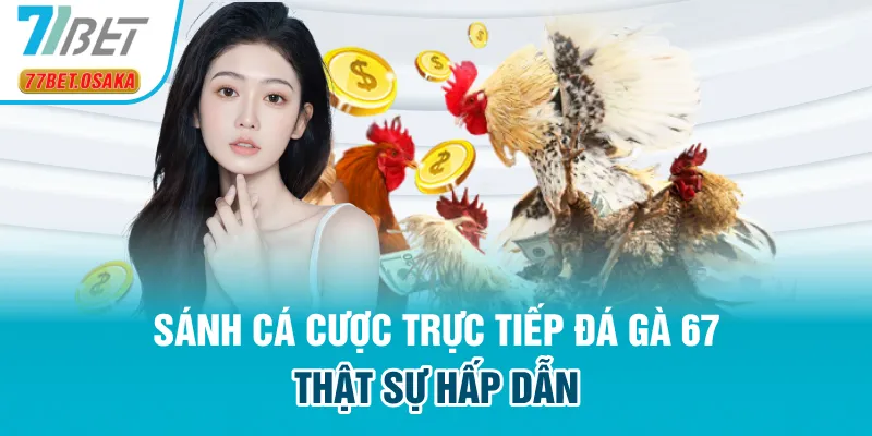 Sánh cá cược trực tiếp đá gà 67 thật sự hấp dẫn